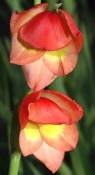 papilio 'David Hills' , Gladiolus